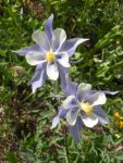 columbine