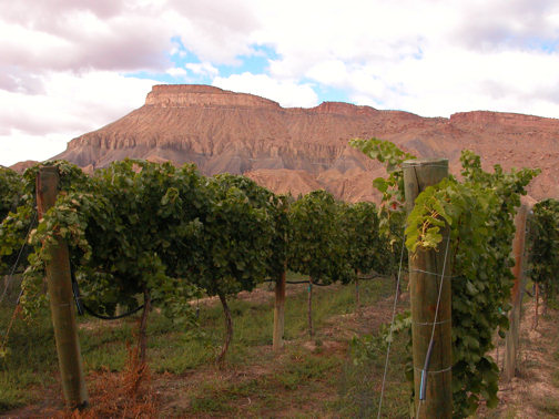 mt-garfield-vineyards