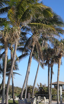 palm-trees1