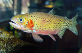 trout1