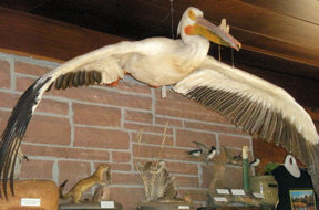 white-pelican1