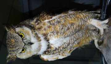 rma-owl