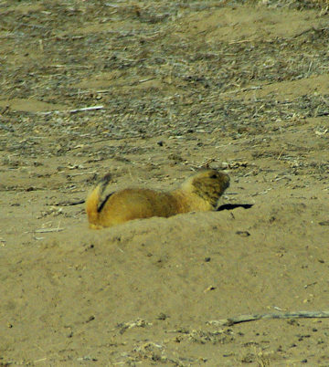 rma-prairie-dog