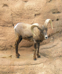 asdm-bighorn