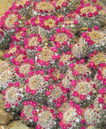 asdm-little-red-cactus