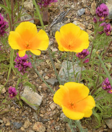 asdm-mexican-poppies
