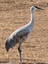 bda-sandhill-crane