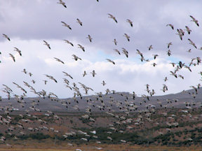 bda-snow-geese-in-flight