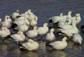 bda-snow-geese1