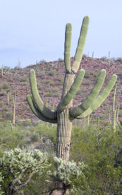 snp-saguaro