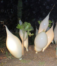 white-radishes-night-r