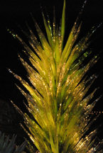 yucca-closeup-night-r