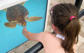 loggerhead-marinelife-center-jonah-and-jasmine