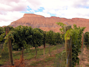 vineyard-and-mt-garfield