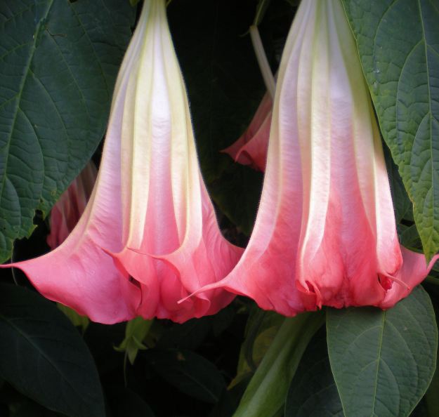 Angel Trumpet