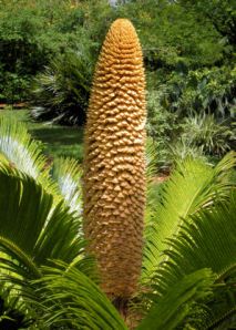 Palm Cone - 72
