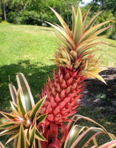 Red Pineapple - 72