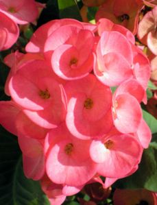 Red Thorny Stem Flower - 72