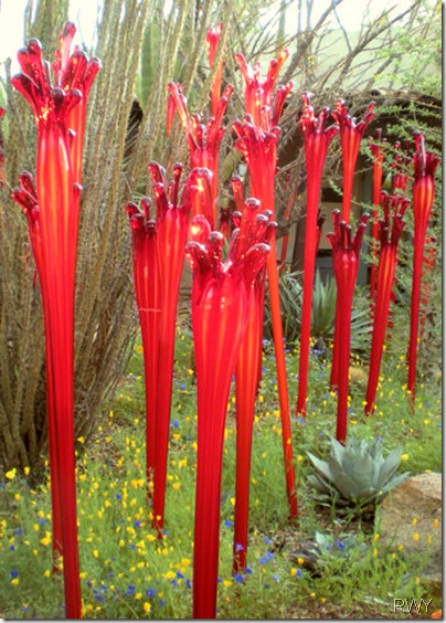 Red Stems in Courtyard - Front Page