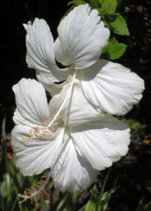 Two White Flowers - 72