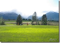 Bitterroots for Blog