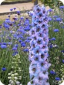 Blue Flowers = Fort Vancouver