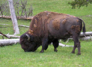 Grazing Bison
