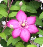 Pink Flower - Fort Vancouver