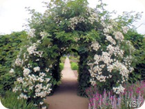 Rose Arbor - Fort Vancouver