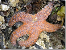 Sea Star
