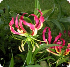 Janet's Lillies