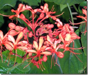 Lakeside Village Flowers