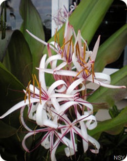 White flower at Sailfish