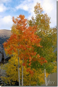 Aspen Trees 08