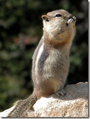 Chipmuck Preparing for Winter