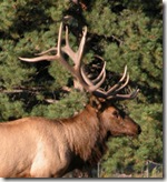 Elk - Head Shot