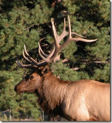 Elk Head Shot