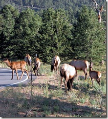 Elk Herd