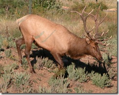 Elk on the Move