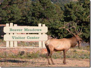 Elk with Sign
