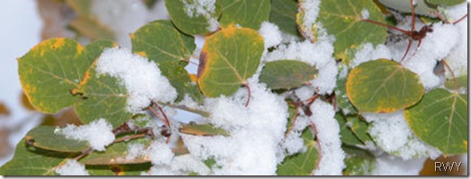 Green Aspen with Snow