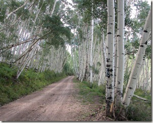 Last Dollar Road Aspen