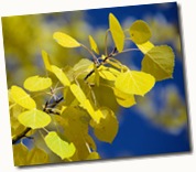 Yellow Aspen Twig