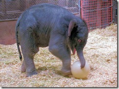 Baby Elephant - Rio Grande Zoo