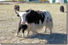 Yak's
