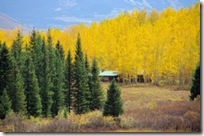 Golden Aspen