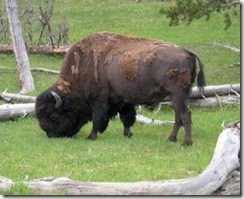 Bison