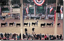NWSS - Cattle Show3