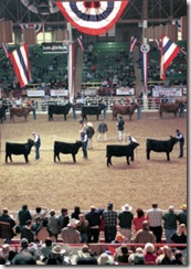 NWSS - Cattle Show