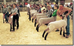 NWSS- Lamb Judging